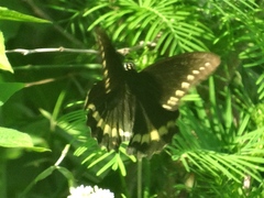 Battus polydamas polydamas