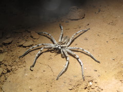 Eusparassus