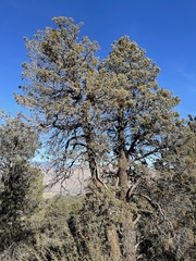 Cupressus nevadensis