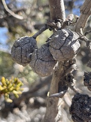 Cupressus nevadensis