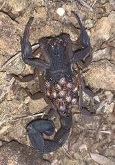 Centruroides margaritatus