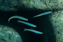 Ptereleotris monoptera