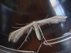 Pterophorus monospilalis
