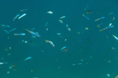 Ptereleotris monoptera