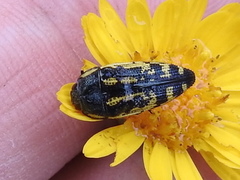 Acmaeodera amplicollis