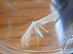 Pterophorus monospilalis