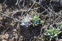 Dudleya farinosa