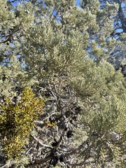 Cupressus nevadensis