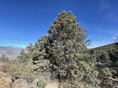 Cupressus nevadensis