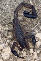 Centruroides margaritatus