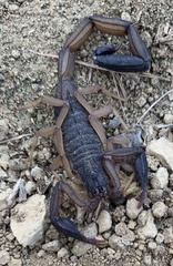 Centruroides margaritatus