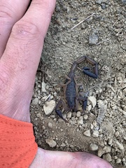 Centruroides margaritatus