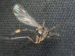 Isoneuromyia harrisi