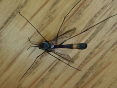 Isoneuromyia harrisi