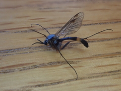 Isoneuromyia harrisi