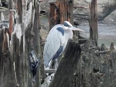 Ardea herodias