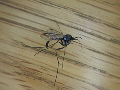 Isoneuromyia harrisi