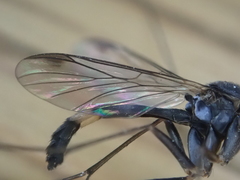 Isoneuromyia harrisi