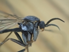 Isoneuromyia harrisi