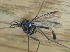 Isoneuromyia harrisi