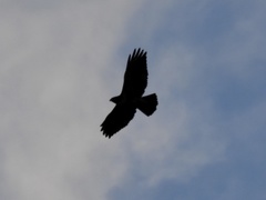 Buteo jamaicensis