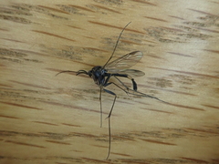 Isoneuromyia harrisi