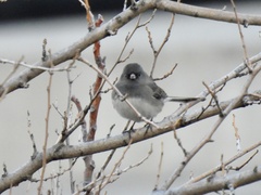 Junco hyemalis