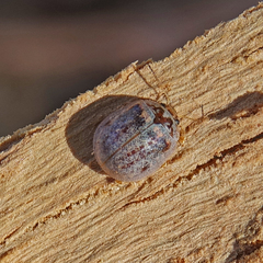 Paropsisterna m-fuscum