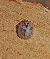 Paropsisterna m-fuscum