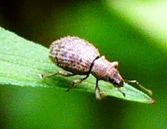 Sciaphilus