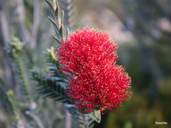Melaleuca velutina