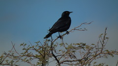 Onychognathus nabouroup