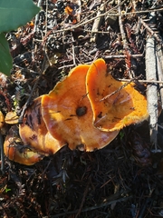 Lactarius aestivus