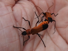 Chauliognathus profundus