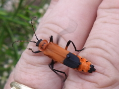 Chauliognathus profundus