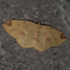 Periclina apricaria