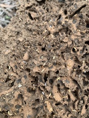 Microcerotermes