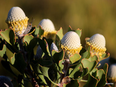 Isopogon trilobus