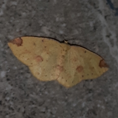 Periclina apricaria