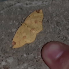 Periclina apricaria
