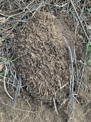 Microcerotermes