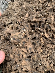 Microcerotermes
