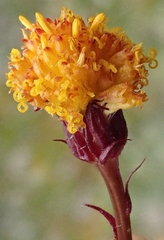 Packera cymbalaria