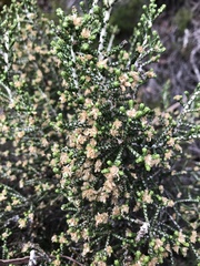 Ozothamnus scutellifolius