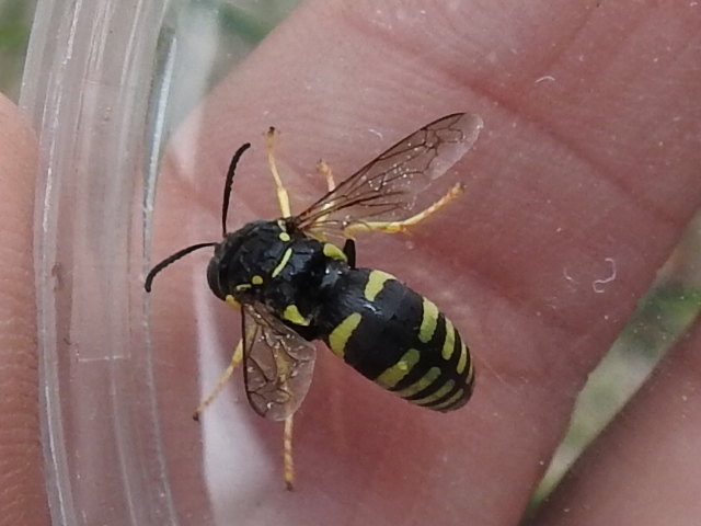 Bicyrtes viduatus