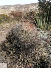 Echinofossulocactus ochoterenaus