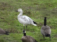 Anser caerulescens caerulescens
