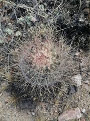 Echinofossulocactus ochoterenaus