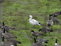 Anser caerulescens caerulescens