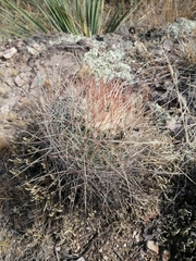 Echinofossulocactus ochoterenaus